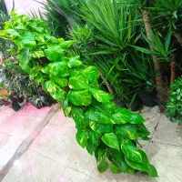 برگ انجیری انواع فیلندرون نخل نیکولای بنسای