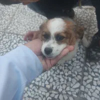 سگ نژاد میکس پیکینیز و اشپیتز