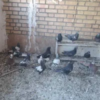 کفتر سینه ای|پرنده|خاوران, |دیوار