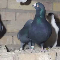 کبوتر|پرنده|سمنان, |دیوار