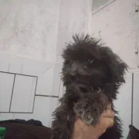 فروش سگ شیتزو|سگ|داراب, |دیوار