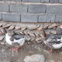 اوردک و غاز محلی|لوازم جانبی حیوانات|دیواندره, |دیوار