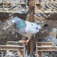 تیدی کمانگر|حیوانات|ایرانشهر, |دیوار