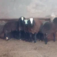 گوسفند شال|حیوانات مزرعه|تاکستان, |دیوار