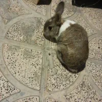 خرگوش|موش و خرگوش|کرمانشاه, |دیوار