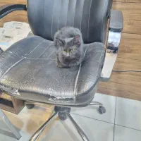 واگذاری گربه خانگی