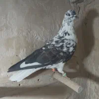 کفتر پرشی به شرط