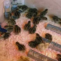فروش بلدرچین یک روزه
