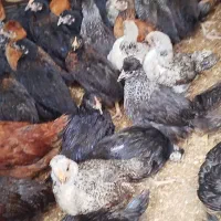 جوجه مرغ و خروس