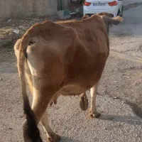 ۸ عدد گاو درجه یک یک مخصوص داشتی همشون ابستن هستن|حیوانات مزرعه|ثلاث باباجانی, |دیوار