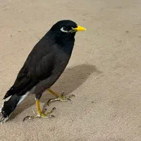 مرغ مینا|پرنده|نیشابور, تختی|دیوار