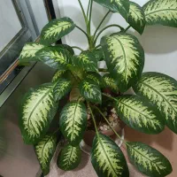 گل گوش فیلی