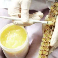 نازایی ژل نازایی برداشت تازه رویال باارسال