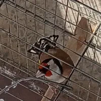 یه عدد سهره نر عالی