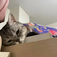 واگذاری گربه بریتیش