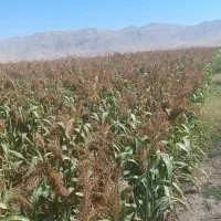 جارو محلی دستی (گزی گال)|عمده‌فروشی|روانسر, |دیوار
