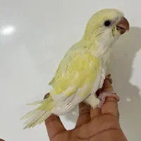 راهب گرینچیک عروس هلندی فنچ شکلاتی