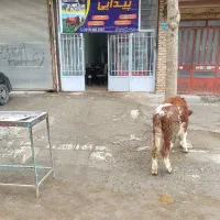 قصابی بره و گوساله ریز امروز در الهیه