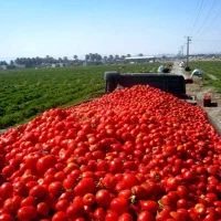 گوجه ساکاتا باکیفت