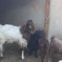 نربز