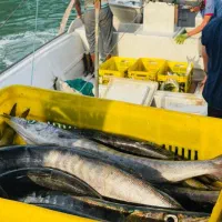 میگو پاک شده دریایی رسید|خوردنی و آشامیدنی|فسا, |دیوار