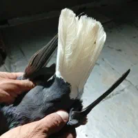 کبوتر زاغ دم سفید ماده