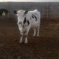 گوساله ماده تلیسه اصل سیمینتال