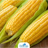 ذرت مکزیکی درجه یک