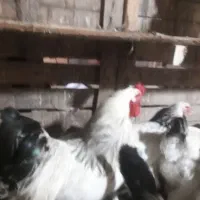 تخم مرغ امپراطور|خوردنی و آشامیدنی|لنگرود, |دیوار