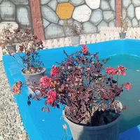 فروش باغچه چهاردیواری با سند تک برگ