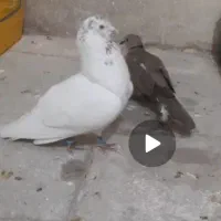 کفتر کله دار نر