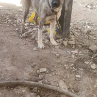 واگذاری سگ ماده سرابی