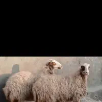 گوسفند|حیوانات مزرعه|کاشمر, |دیوار