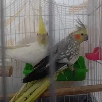 فروش دو عدد عروس هلندی|پرنده|چمستان, |دیوار