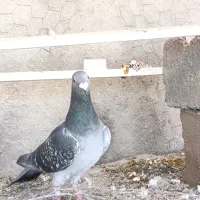 کبوتر آلمانی|پرنده|دامغان, |دیوار