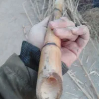 نی خیزران یا چوب بامبو طول پنج و شیش متر