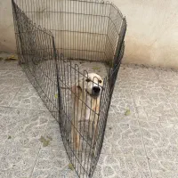 ۲ سگ
