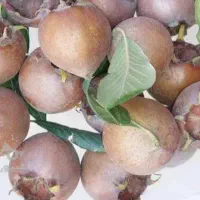 کندس شور درشت