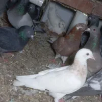 20عدد کفتر بازیکن پلاکی