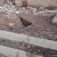 مرغ وخروس|حیوانات مزرعه|شاهین دژ, |دیوار