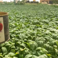 سالن تولید (نشا) کشت آزاد|خدمات باغبانی و درختکاری|بندرعباس, |دیوار