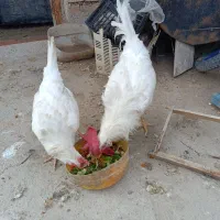 مرغ خروس واردک فروشی