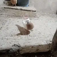 یک جفت کفتر