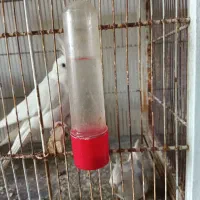 عروس هلندی|پرنده|بومهن, |دیوار