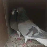 نرو ماده خرقه