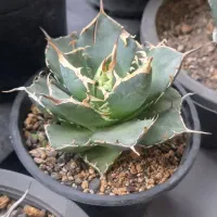 ۴ تا اگاو میکس|گل و گیاه طبیعی|تهران, مهران|دیوار