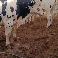 گوساله نر نوچ