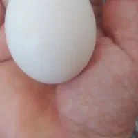 تخم مرغ نقطه دار دیلگونی دهدشت