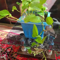 گلهای طبیعی زیبا