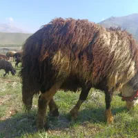 قوچ پلنگی فروش به دلیل تغییر نژاد